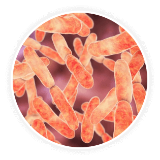 DentaVive Ingredient Bifidobacterium Lactis BL-04