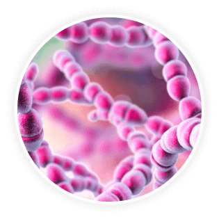 DentaVive Ingredient Streptococcus Salivarius K12