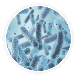 DentaVive Ingredient Lactobacillus Salivarius