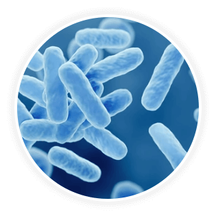 DentaVive Ingredient Lactobacillus Paracasei