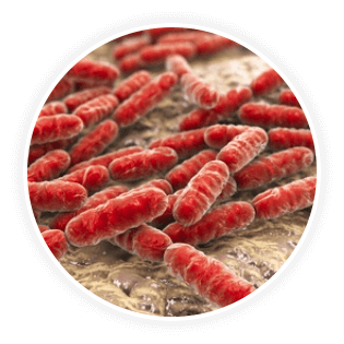 DentaVive Ingredient Lactobacillus Reuteri